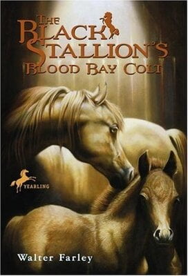 Black Stallions Blood Bay Colt
